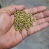 Green Mung Beans