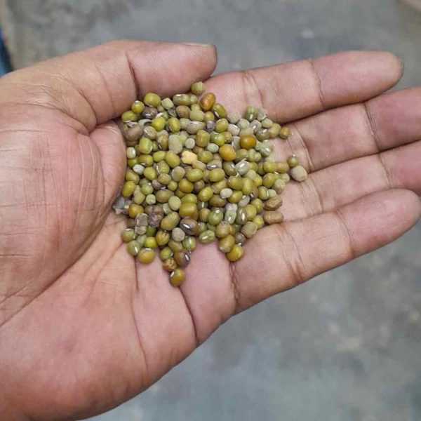 Green Mung Beans