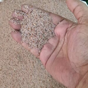 Psyllium Seed