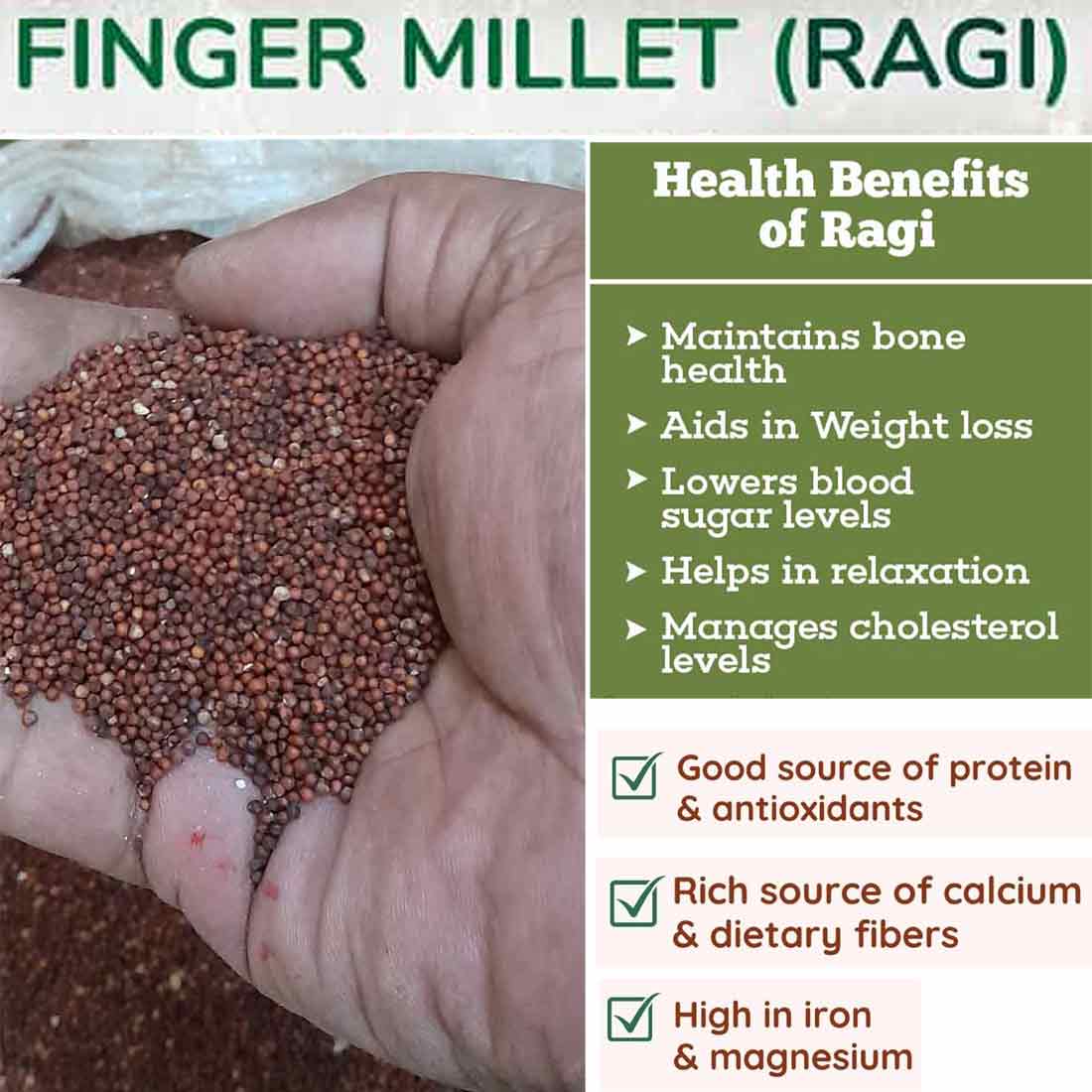 Finger Millet(Ragi)